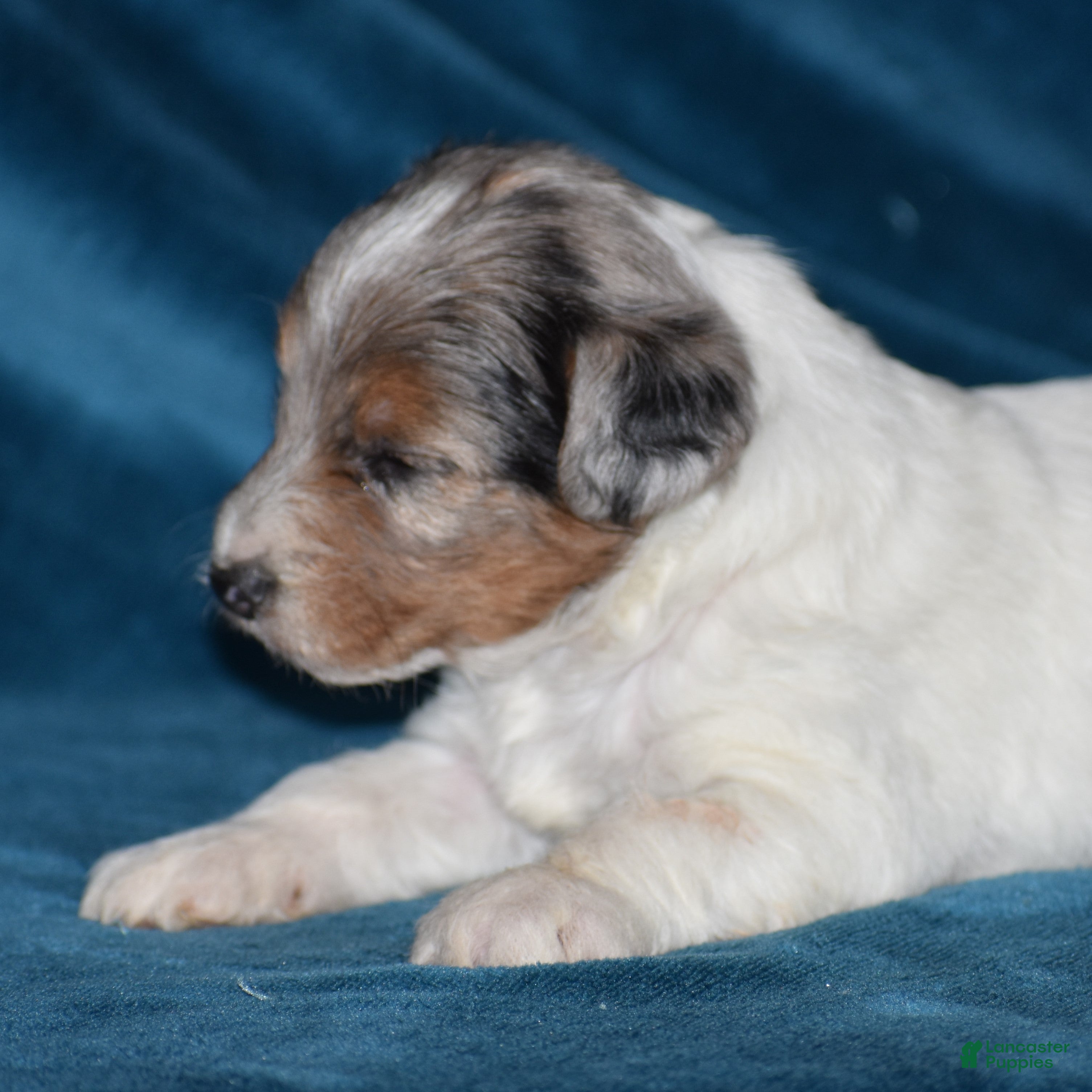 Yorkiepoo dogs Verl - Ad 2