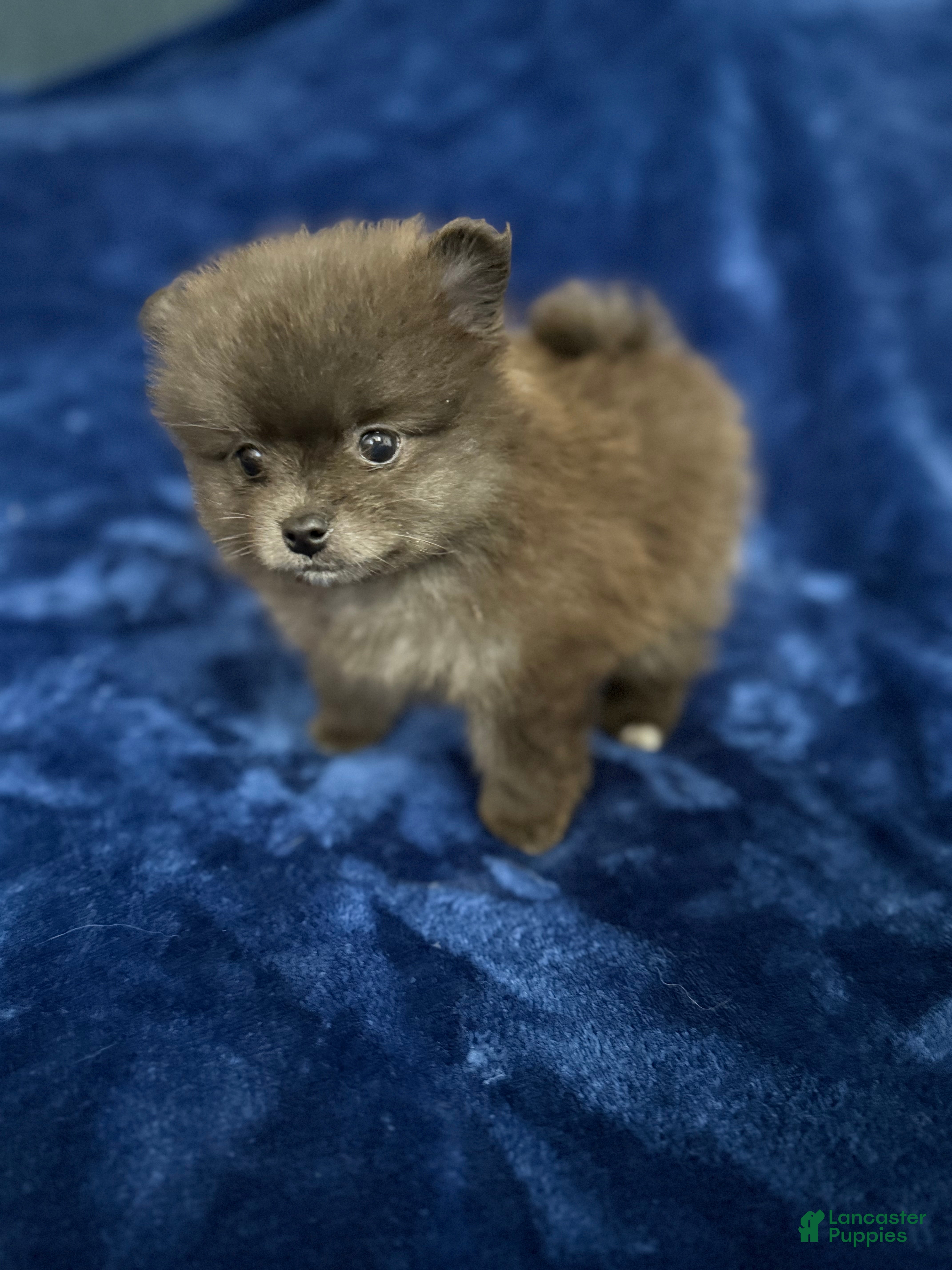 Pomeranian dogs Scooter - Ad 28