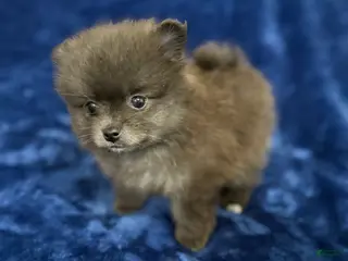 Pomeranian dogs Scooter - Ad 28