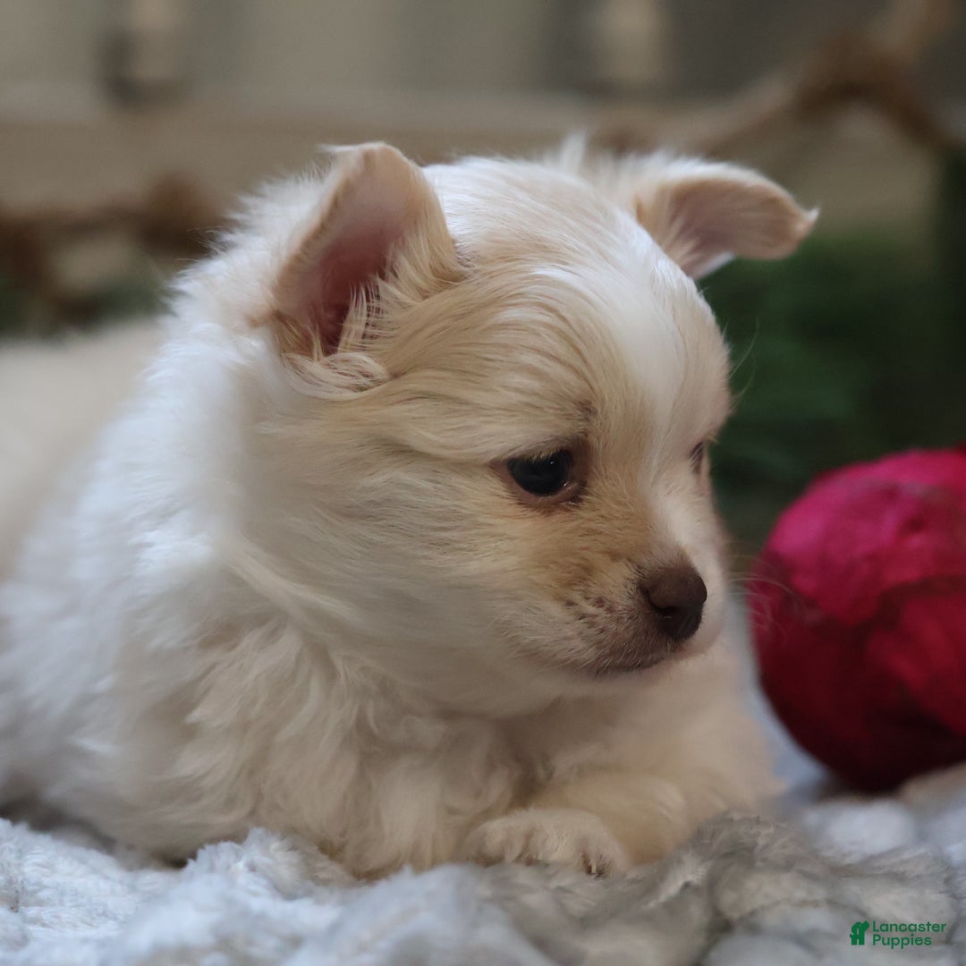 Maltipom dogs for sale: Kringle - Ad 4