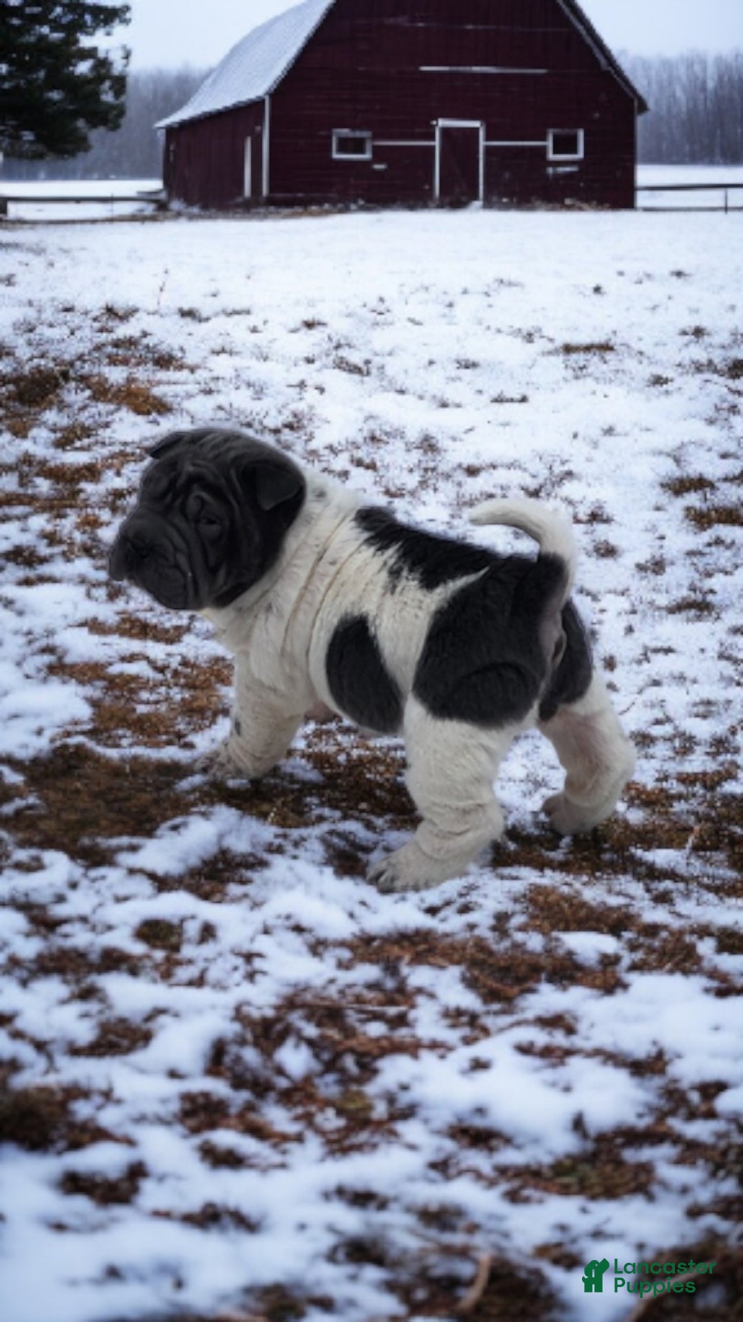 Shar Pei dogs for sale: Bluebelle blue flower mini  - Ad 15