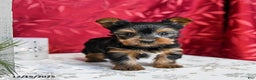 Yorkshire Terrier dogs for sale: Teddy - Ad 1