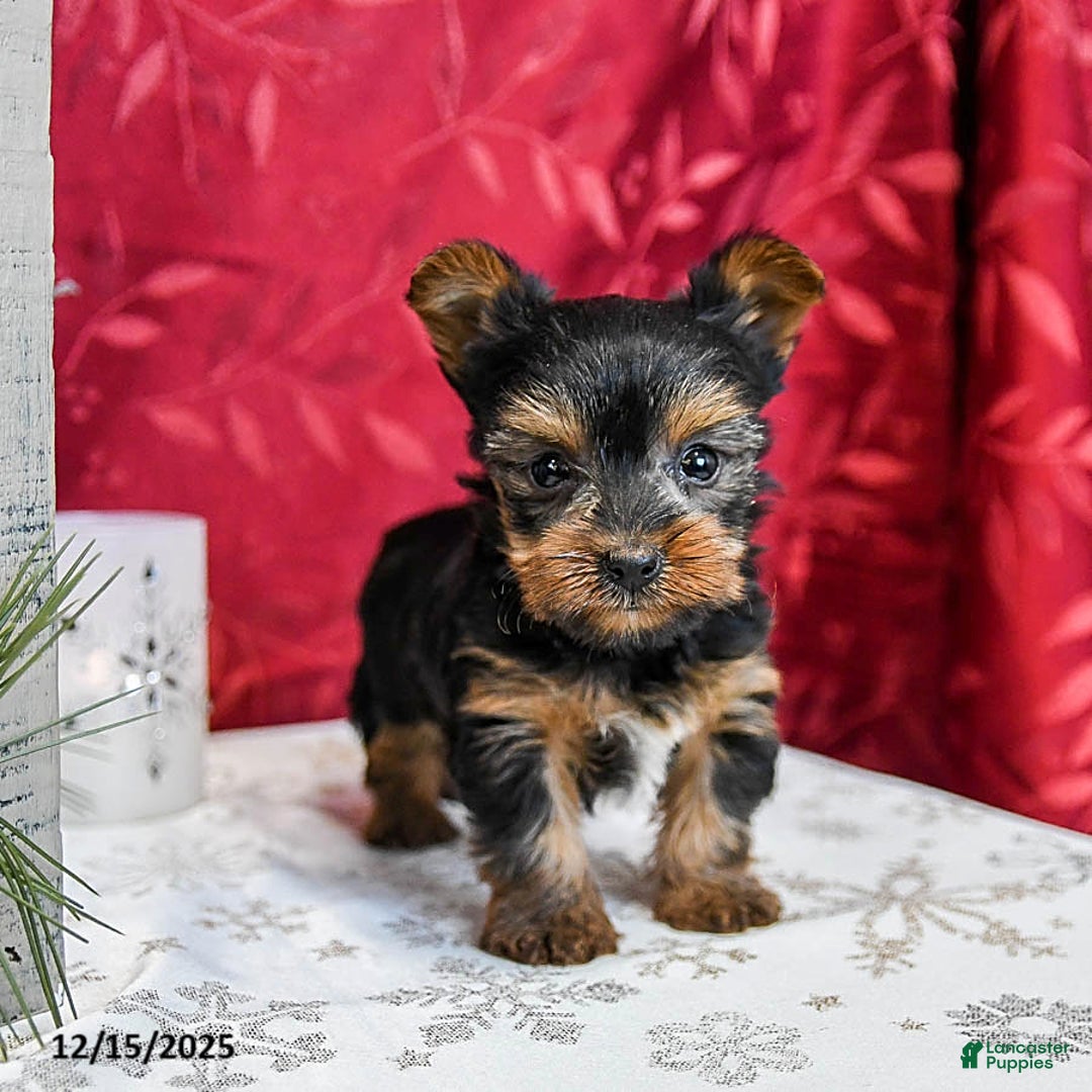 Yorkshire Terrier dogs for sale: Teddy - Ad 1