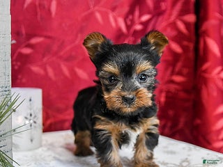 Yorkshire Terrier dogs Teddy - Ad 2