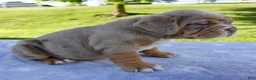 Beabull dogs for sale: Amber - Ad 4