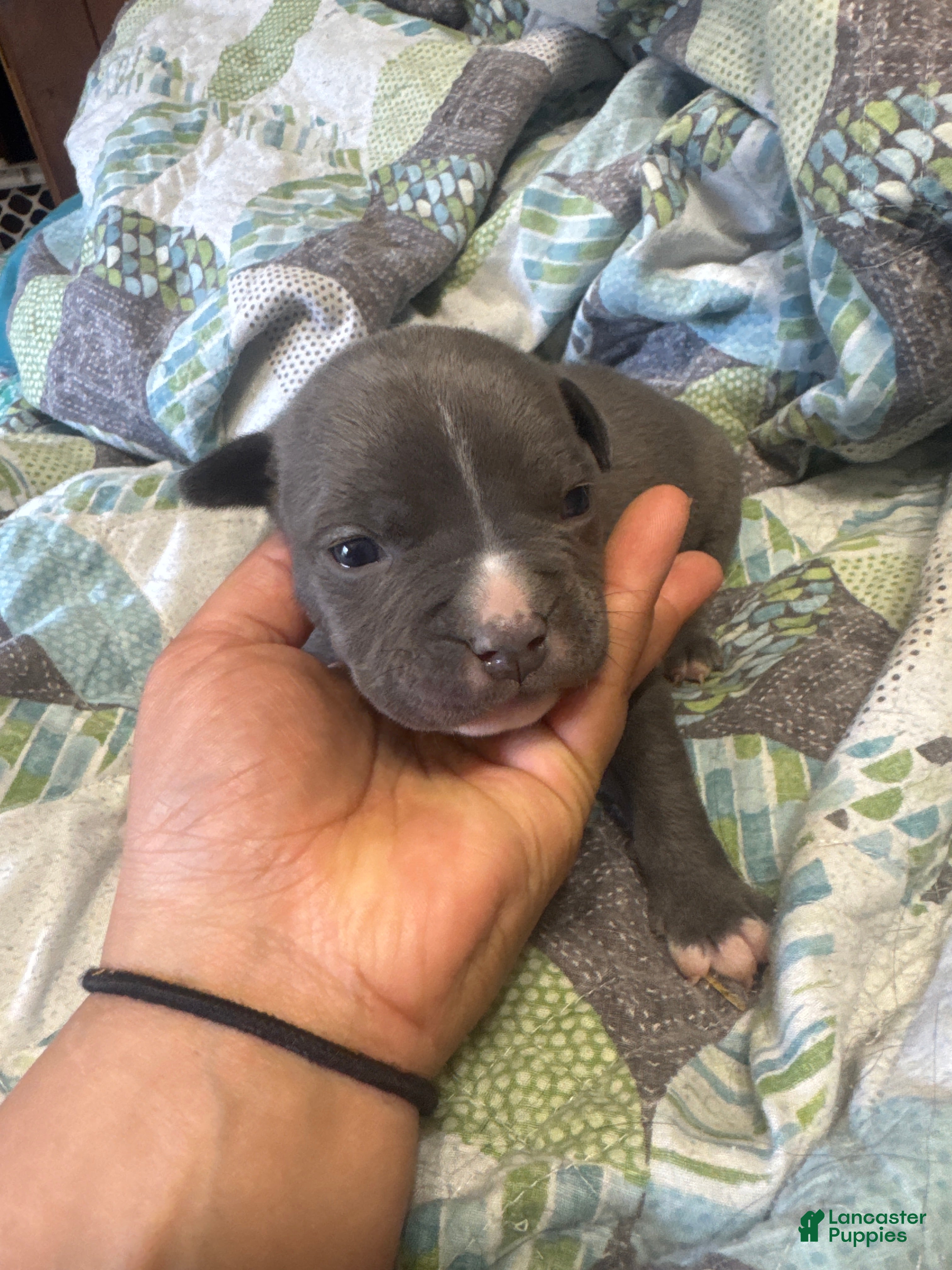 American Bully dogs American Bully 6 - Ad 42