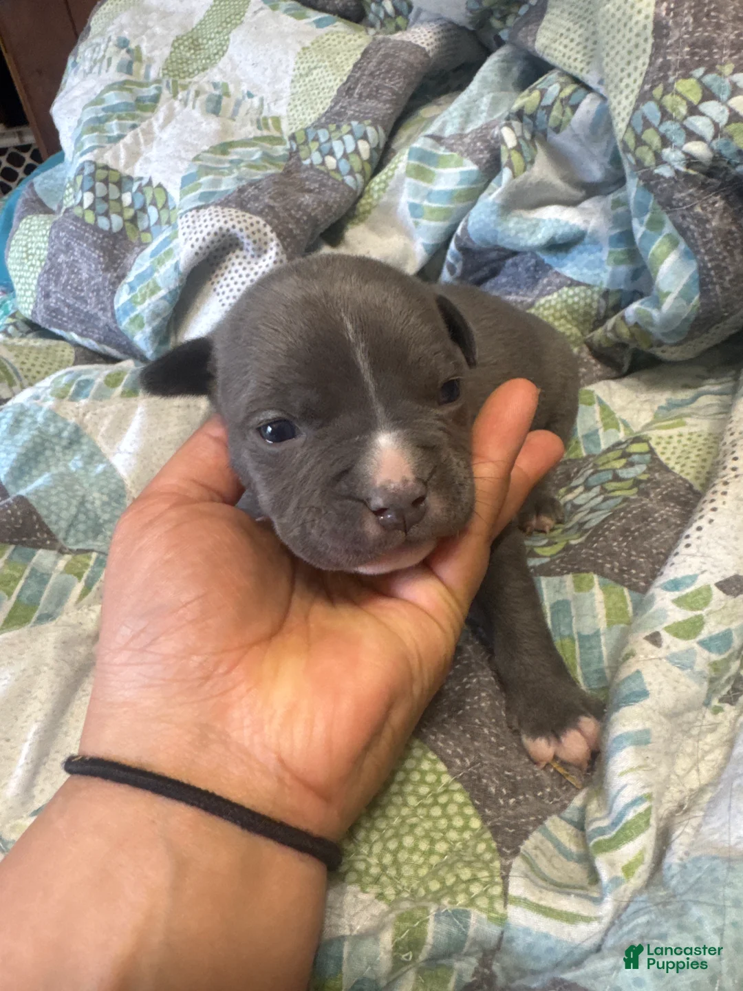 American Bully dogs for sale: American Bully 6 - Ad 1