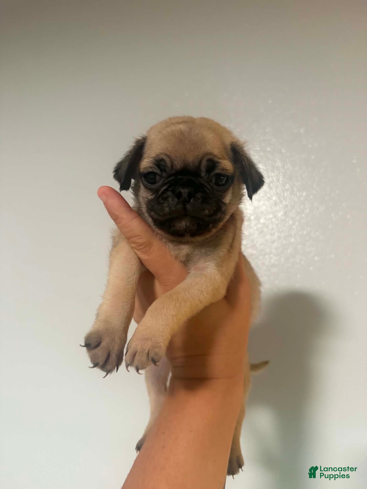 Pug dogs Pug Puppy 1 - Ad 1