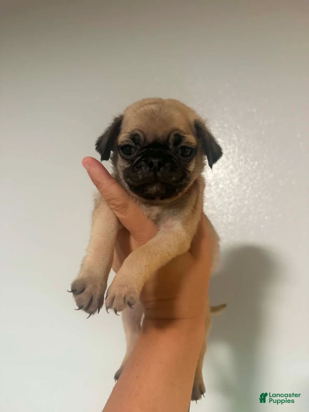 Pug dogs for sale: Pug Puppy 1 - Ad 1
