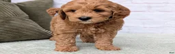 Mini Goldendoodle dogs for sale: Milo - Ad 7