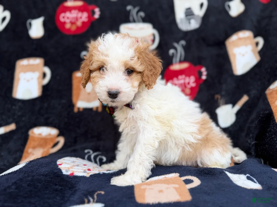 Cavapoo dogs for sale: Chevy - Ad 3