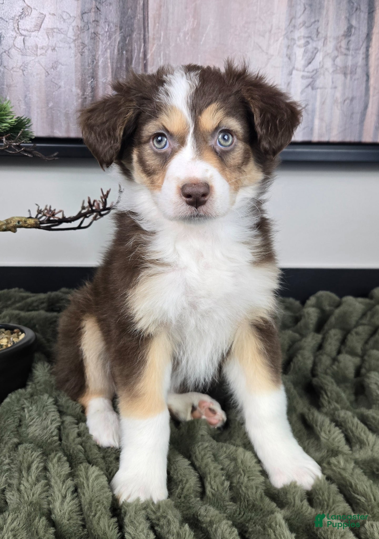 Miniature Australian Shepherd dogs Shelby - Ad 1