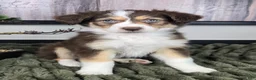 Miniature Australian Shepherd dogs for sale: Shelby - Ad 1