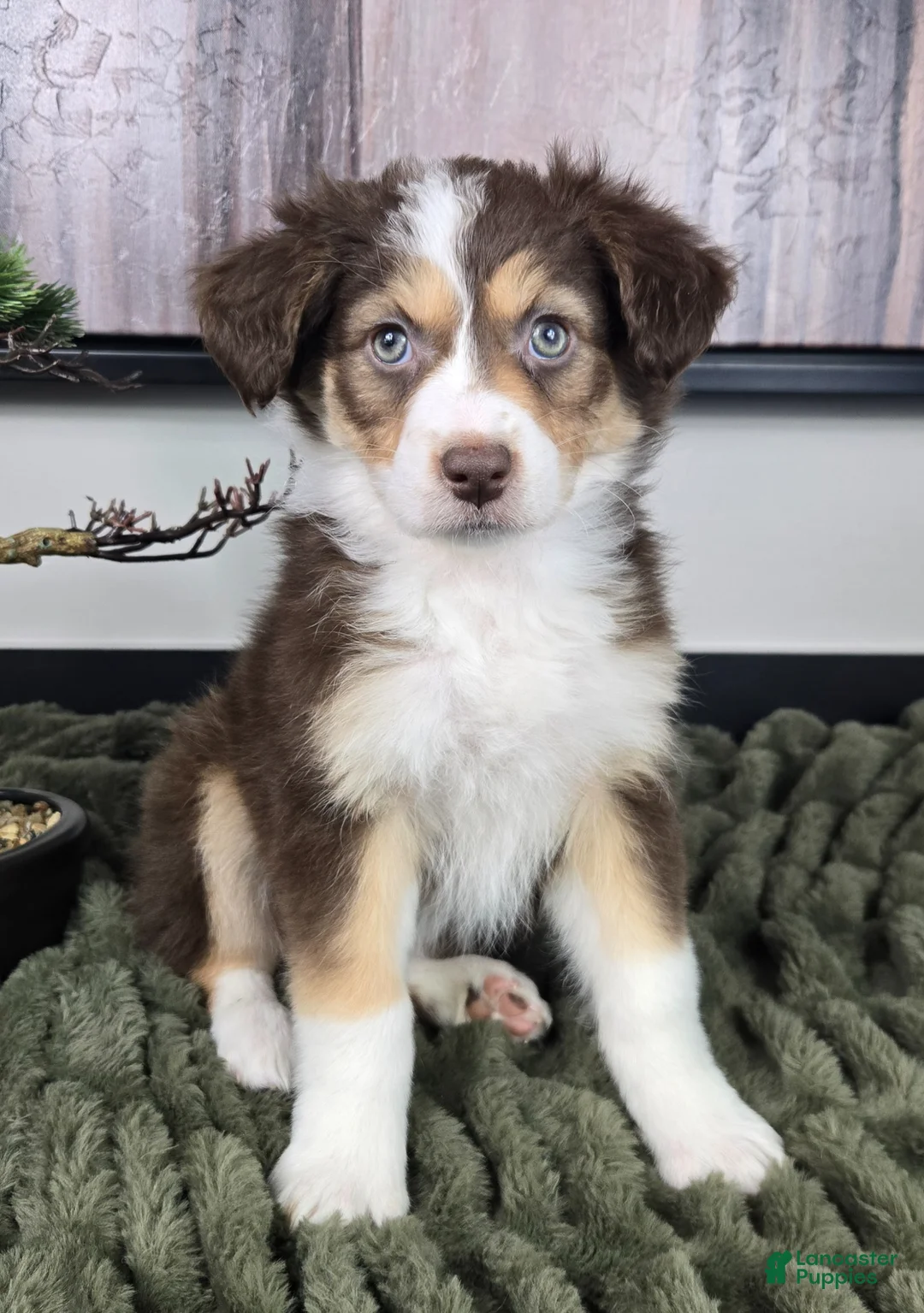 Miniature Australian Shepherd dogs for sale: Shelby - Ad 1