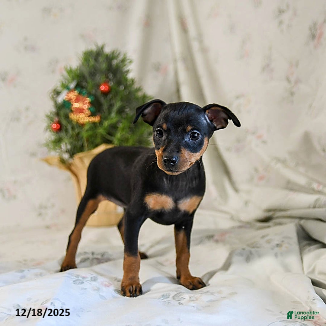 Miniature Pinscher dogs for sale: Dixie - Ad 3