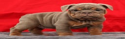English Bulldog dogs for sale: Simone - Ad 2