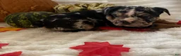English Bulldog dogs for sale: Snoopy  - Ad 5