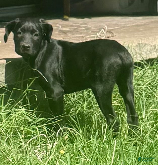 Cane Corso dogs Cain AKC red collar - Ad 36