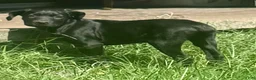 Cane Corso dogs for sale: Cain AKC red collar - Ad 1