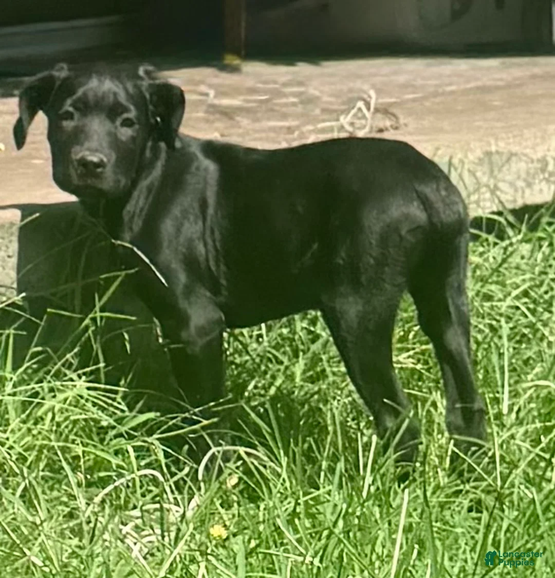 Cane Corso dogs for sale: Cain AKC red collar - Ad 1