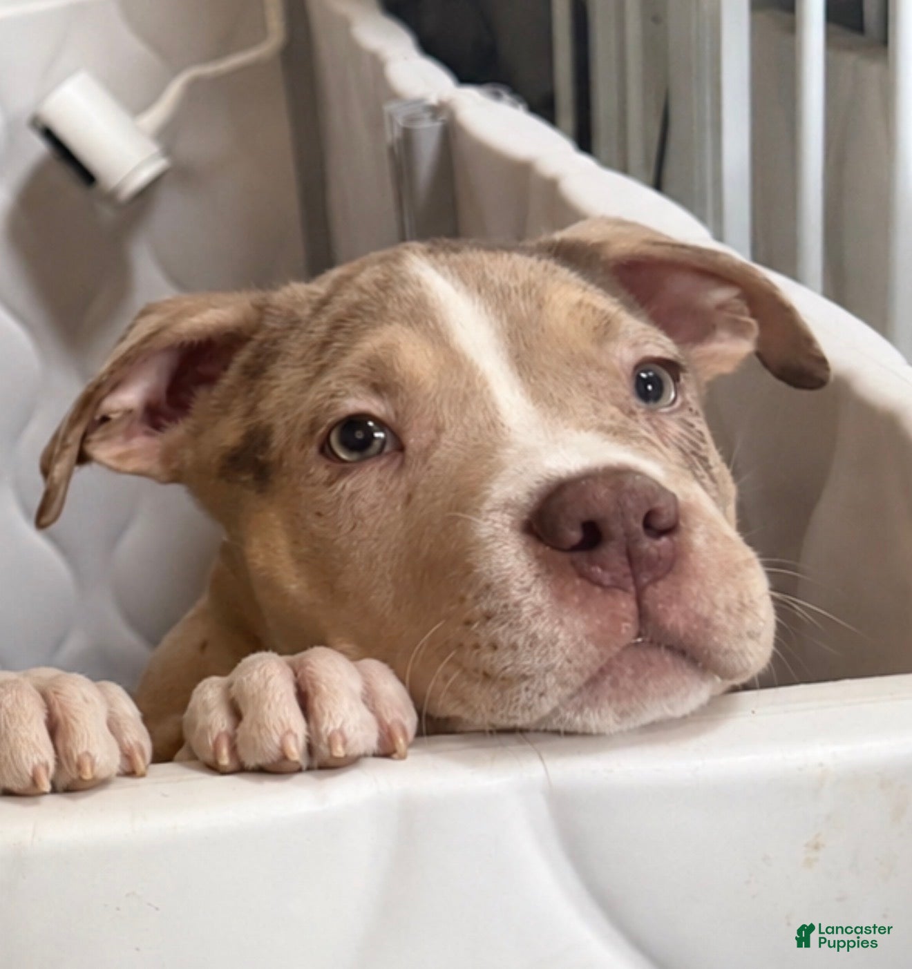 American Bully dogs American Bully Puppy 1 - Ad 1