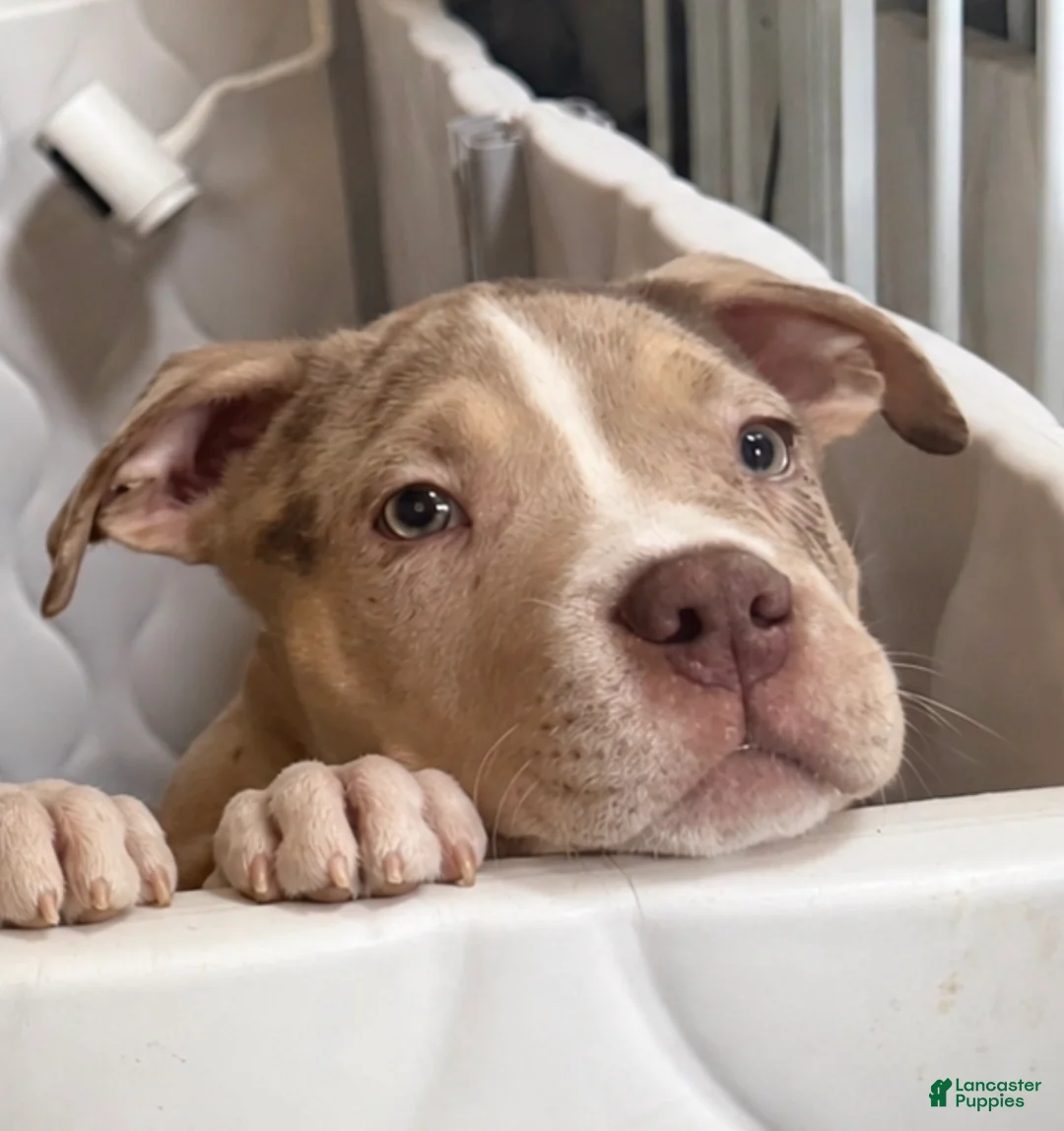 American Bully dogs for sale: American Bully Puppy 1 - Ad 1