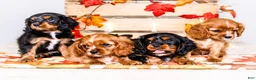 Cavalier King Charles Spaniel dogs for sale: Jojo - Ad 17