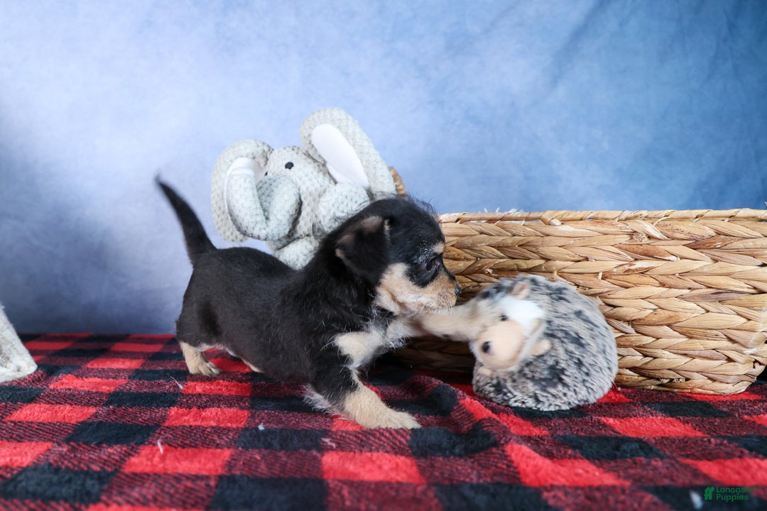 Chipoo dogs for sale: Kinsley - Ad 3