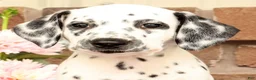 Dalmatian dogs for sale: Gina - Ad 9