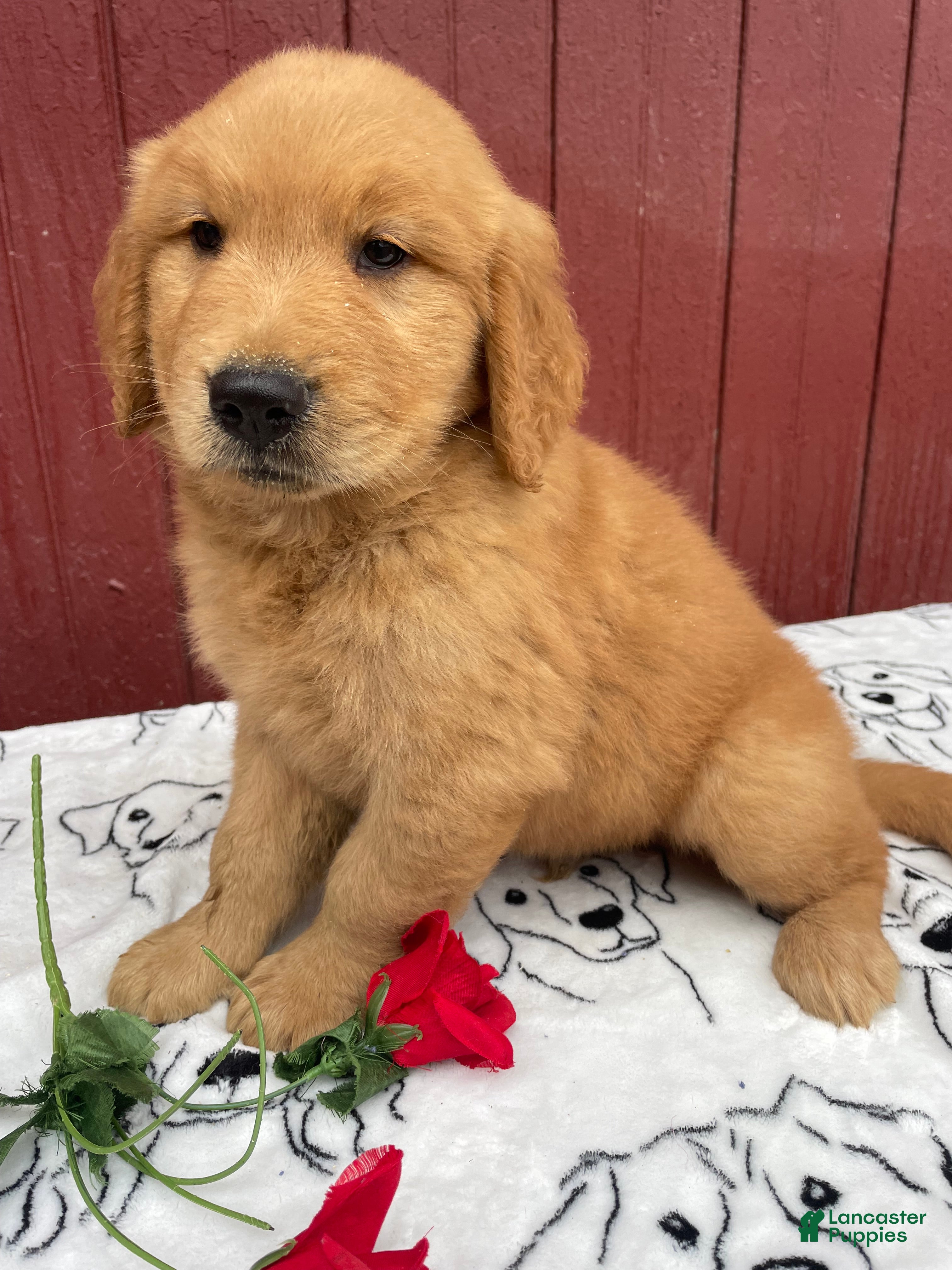 Golden Retriever dogs Shadow - Ad 1
