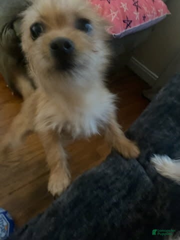 Chorkie dogs Buck - Ad 2