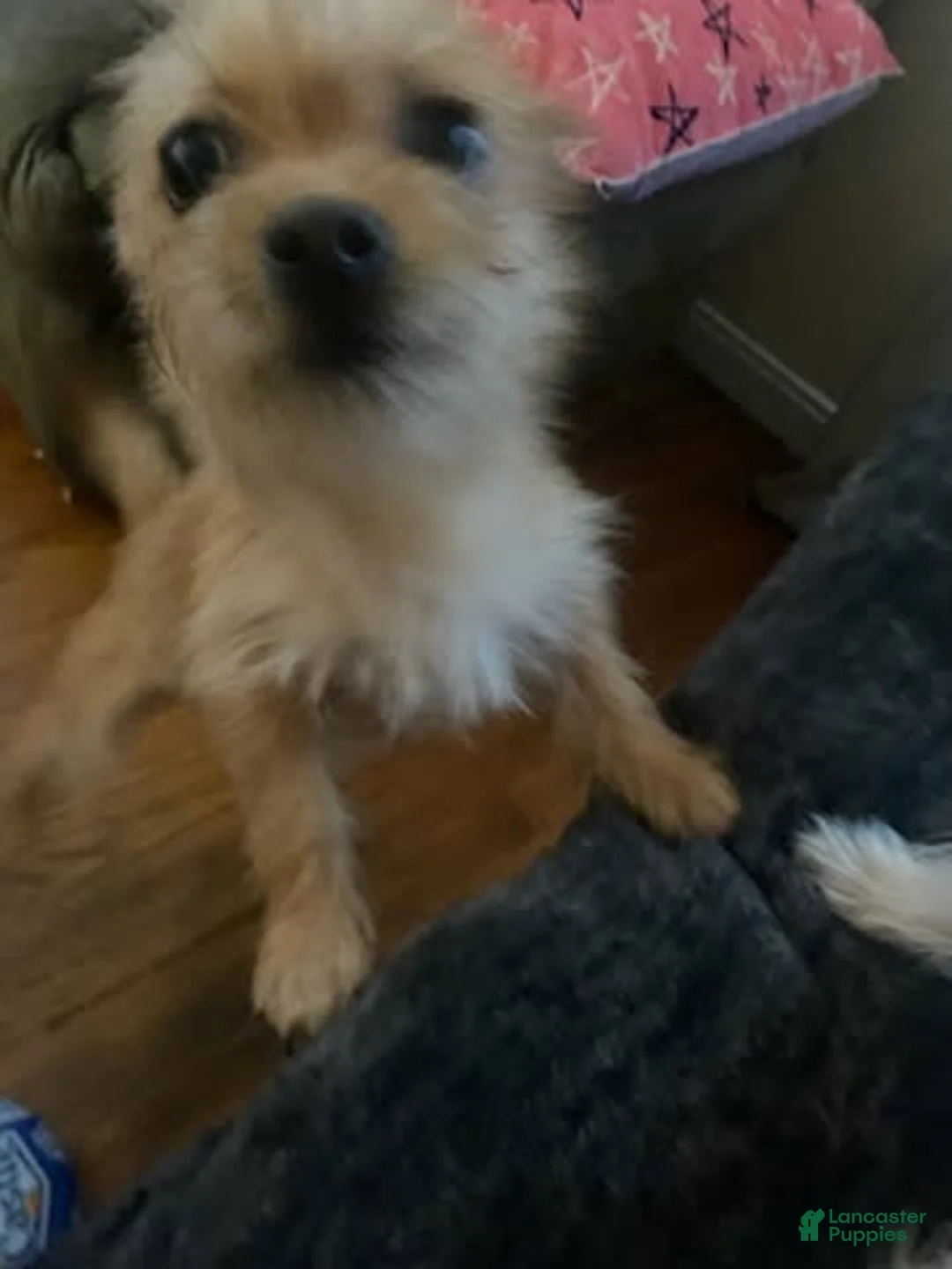 Chorkie dogs for sale: Buck - Ad 2