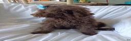 Labradoodle dogs for sale: Jolly - Ad 5