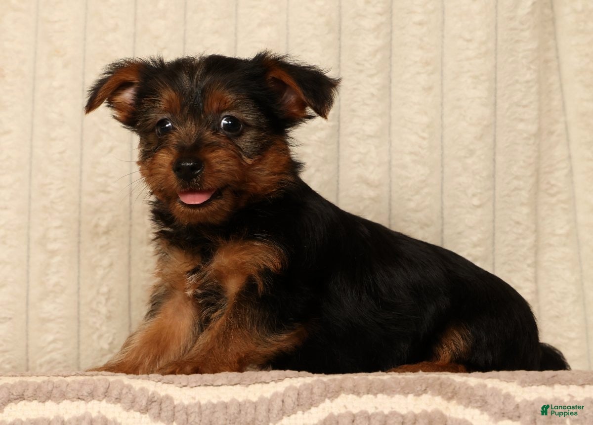 Yorkshire Terrier dogs Lucky - Ad 2