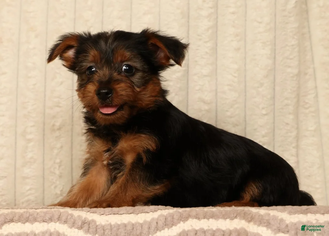Yorkshire Terrier dogs for sale: Lucky - Ad 2