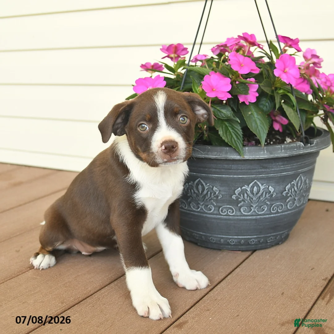 Mixed Breed dogs for sale: Renee - Ad 3