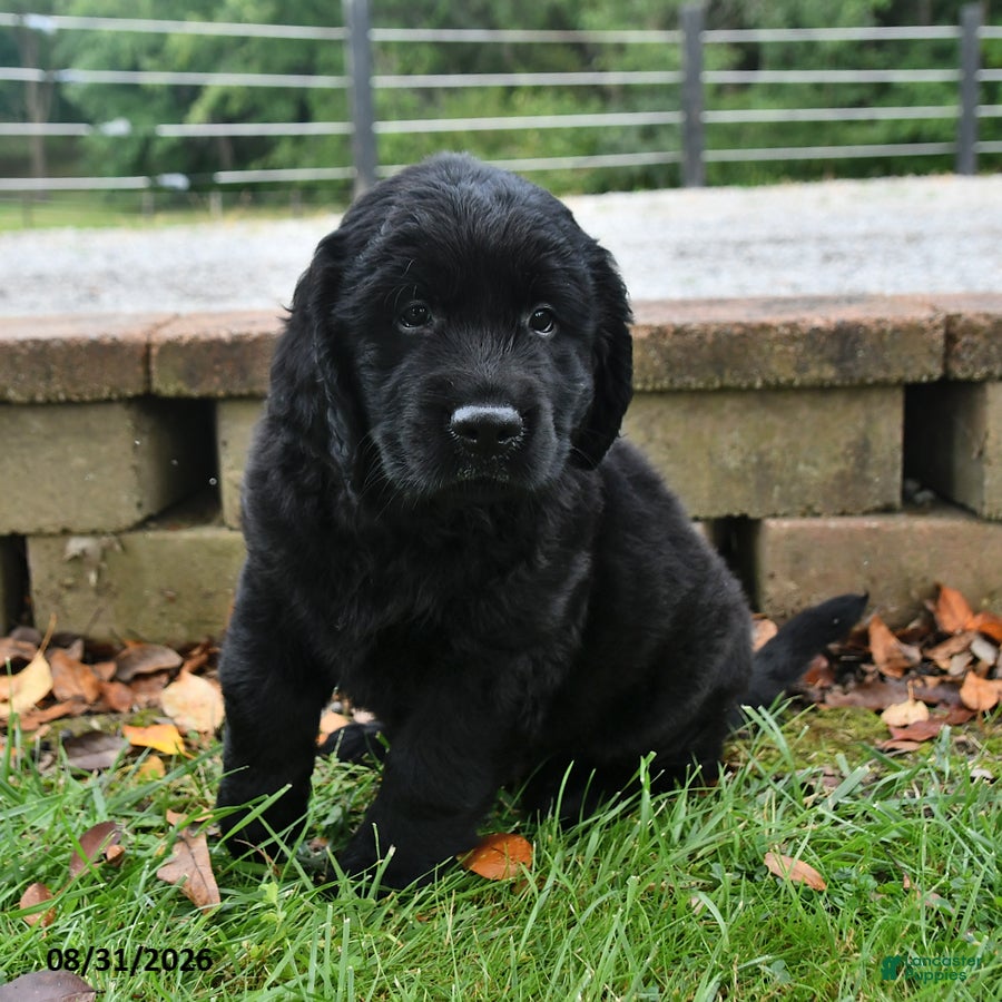 Labrador Retriever dogs Rambo - Ad 2