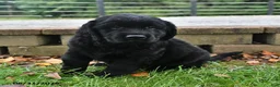Labrador Retriever dogs for sale: Rambo - Ad 2