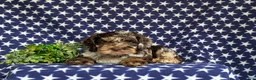 Cockapoo dogs for sale: Snickers - Ad 5