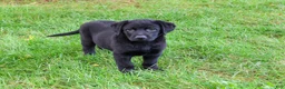 Labrador Retriever dogs for sale: Mowgli - Ad 4