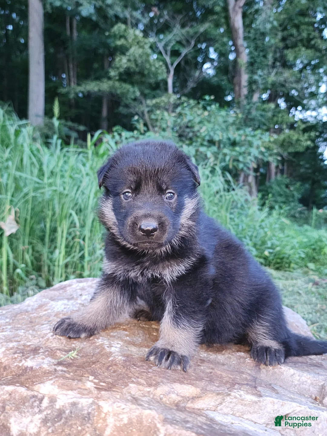 German Shepherd dogs for sale: German Shepherd 3 Tripp - Ad 1