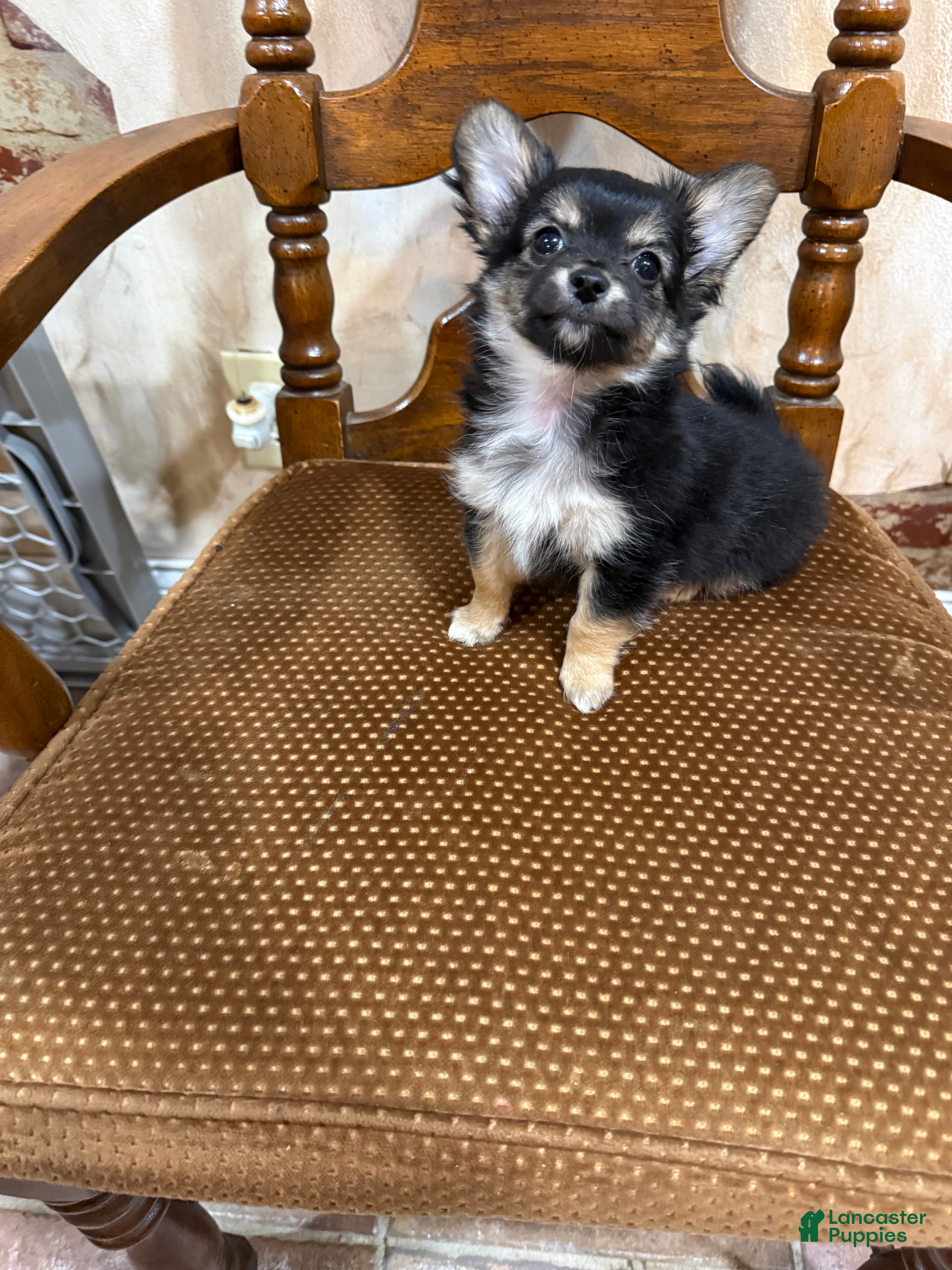 Chihuahua dogs Mini teddy - Ad 1