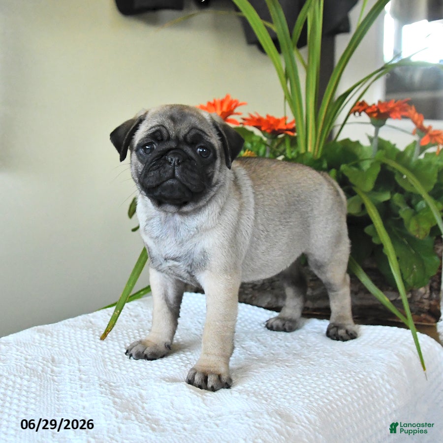 Pug dogs Thelma - Ad 2