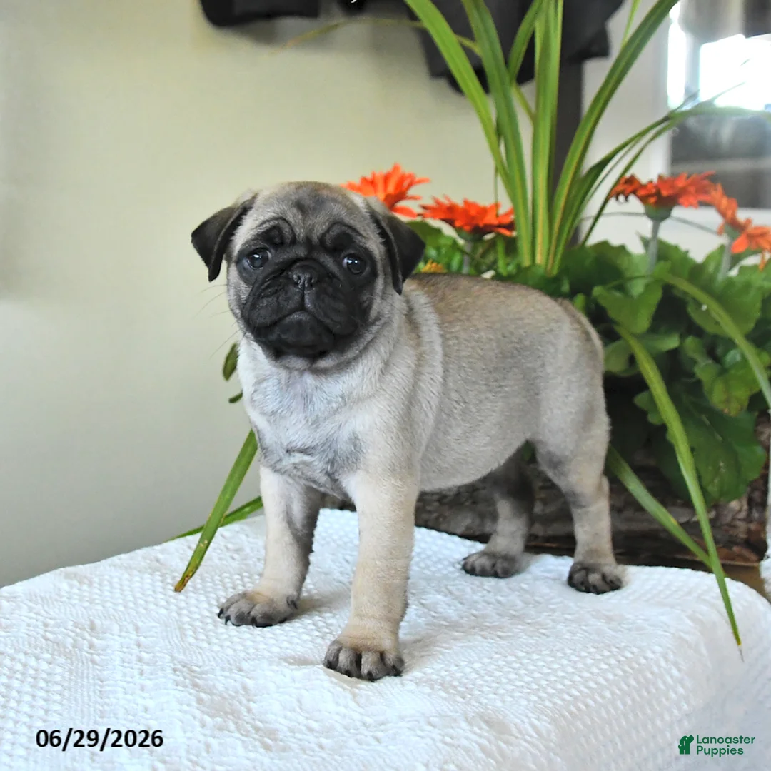 Pug dogs for sale: Thelma - Ad 2