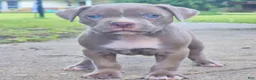 American Bully dogs for sale: Chanel - Ad 2