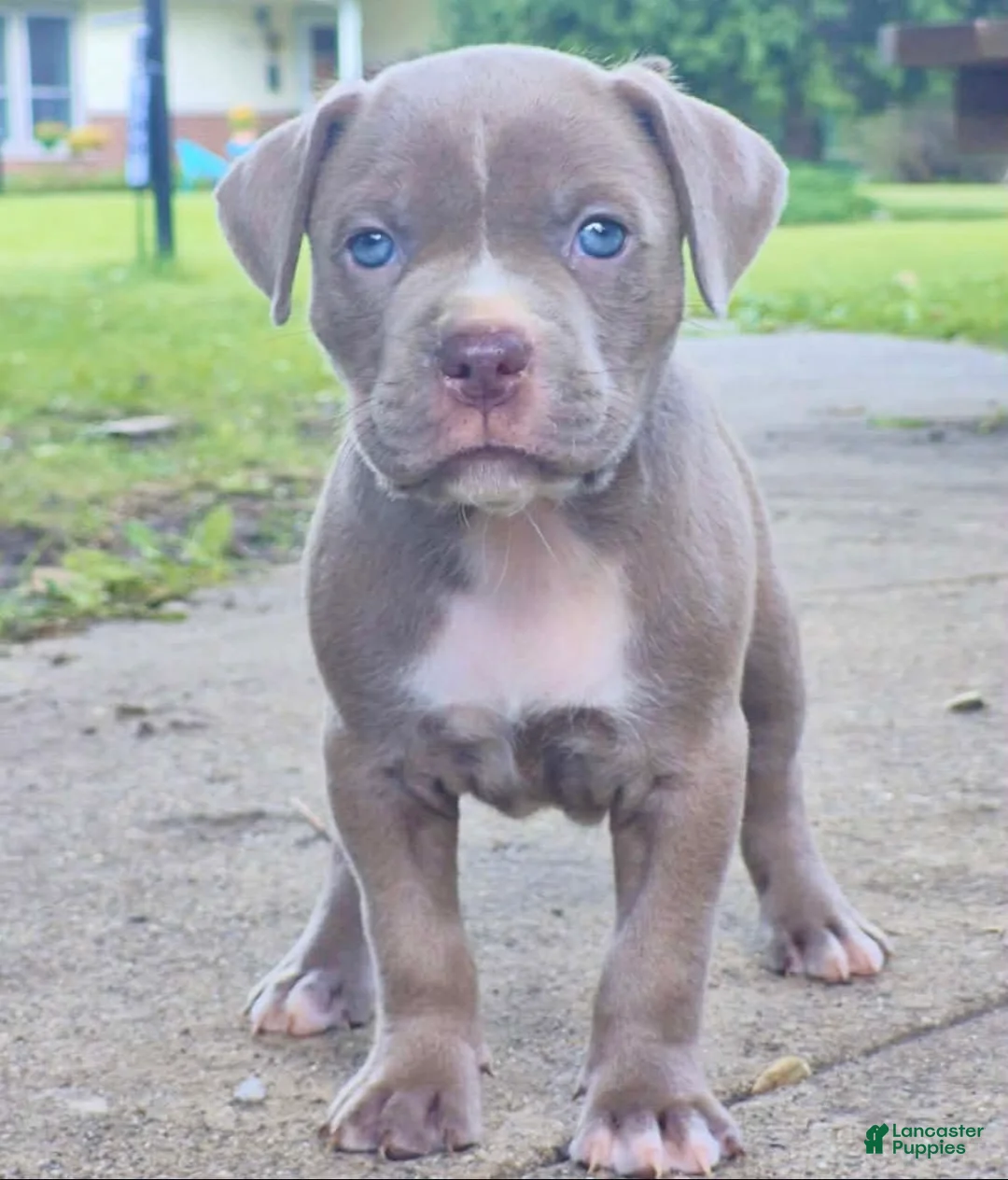 American Bully dogs for sale: Chanel - Ad 2