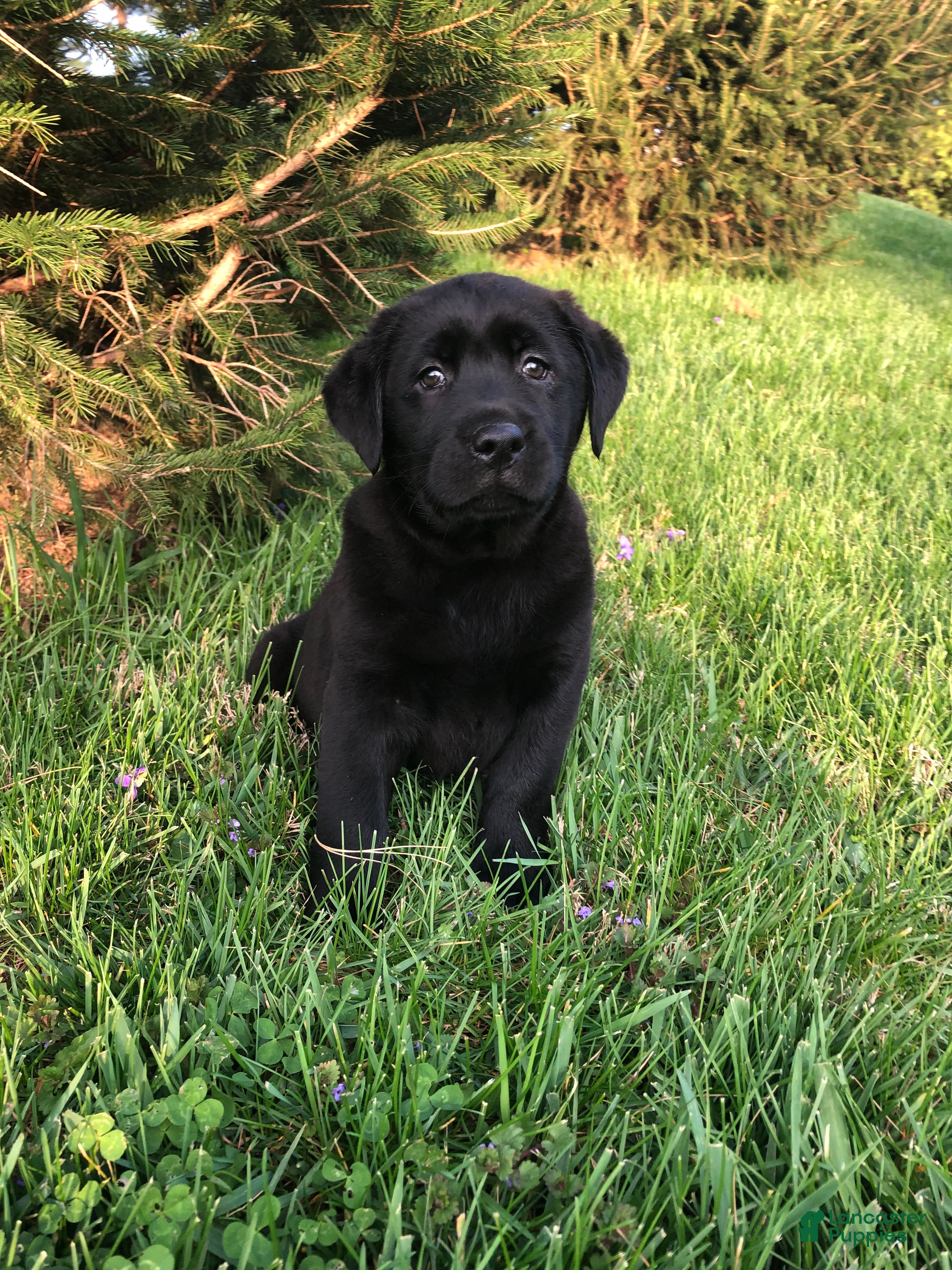 Labrador Retriever dogs Tulip - Ad 1