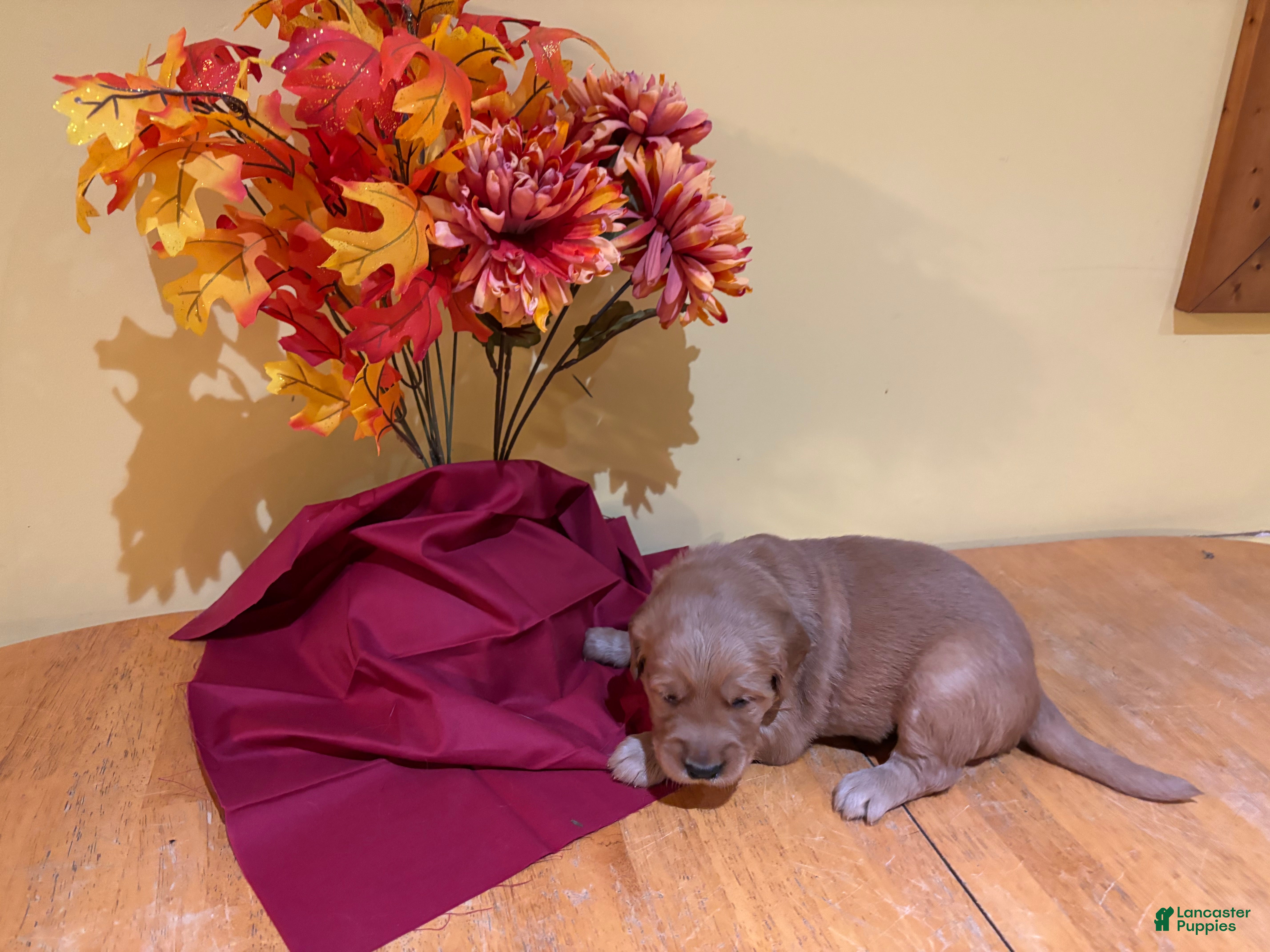 Golden Retriever dogs Mr Black - Ad 2