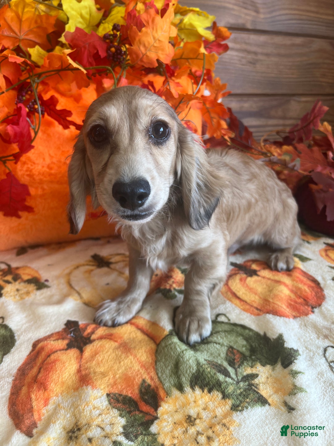 Dachshund dogs for sale: Daniel - Ad 4
