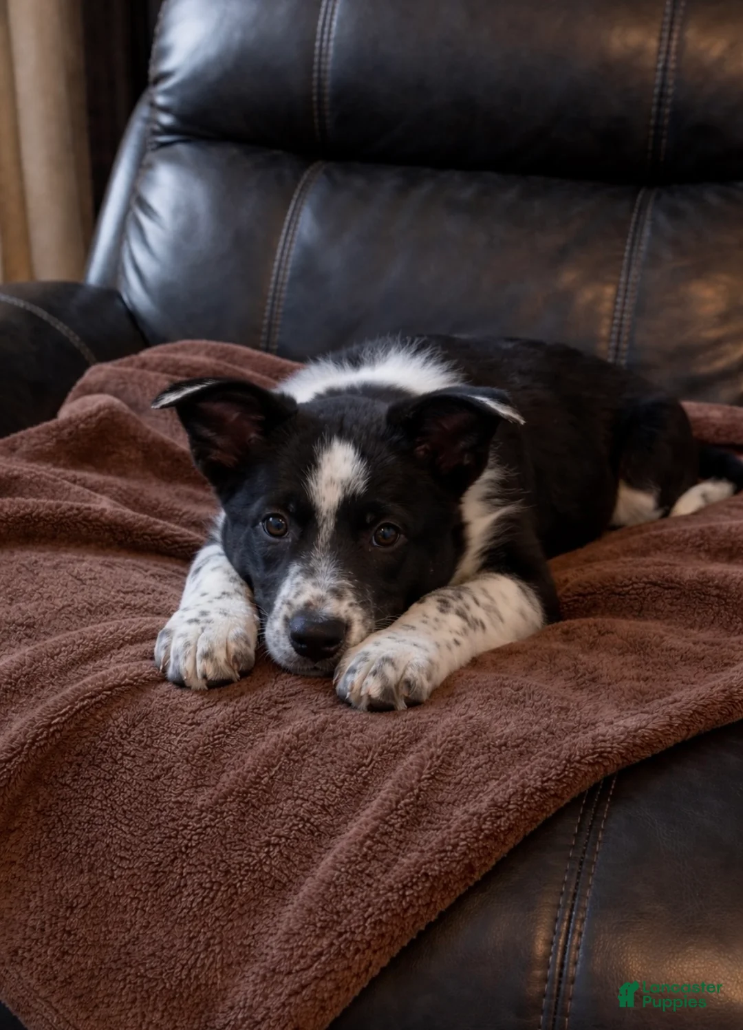 Australian Shepherd dogs for sale: Milo  - Ad 2